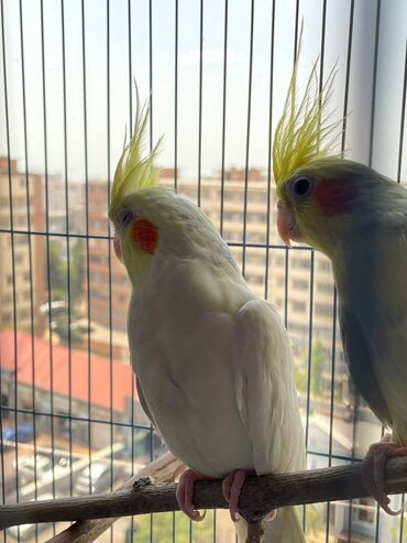 Qəfəslər: Salamlar quşlar şatılir hamısı idyal vəziyyətdədirlər .vitaminləri35 — 11