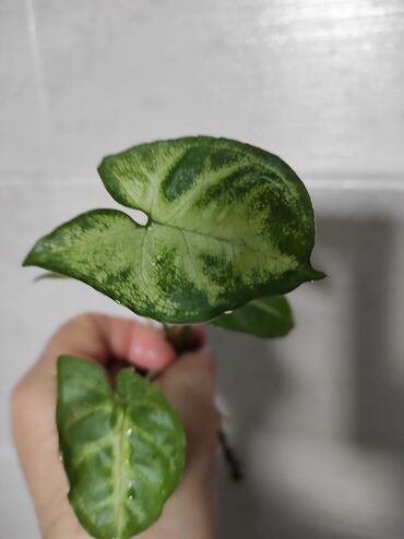 Отдам даром: Отдам за каждый срез растения 2 кг сахара — 4