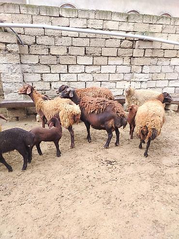 Qoyunlar, qoçlar: Satılır: Qoyun sürüsü - Növ: yerli xalı/xar (uzunquyruq, yağlı — 19