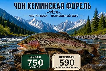 форель мольки: Чон-Кеминская форель — чистая вода, натуральный вкус. Виды и цены: - — 1
