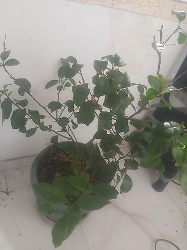 limon sam agaci: Limon ağacı. Bar verəndir — 2