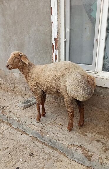 Qoyunlar, qoçlar: Erkək, Qala, il: 1, 65 kq, Ətlik, Ünvandan götürmə