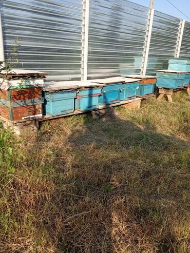 ineklerin qiymeti: Arı satılır yeşiklə birlikdə.110 manat qiymət sondur
