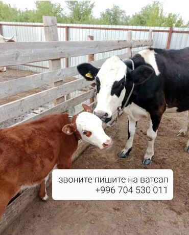 цыплята простые: Телята ягнята распродажа по всему кыргызстану цены очень низкие