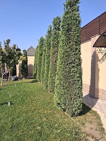 sxem: Canlı rulon qazon və landşaft abadlaşdırma xidməti - Rulon qazon — 3