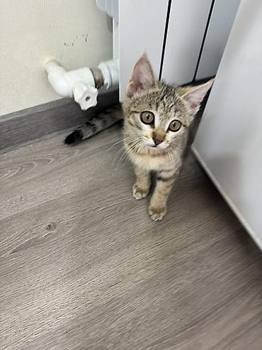 котёнок девочка: Котёнок, полосатый табби 2 месяца Ищем дом для котенка, нашли во — 4