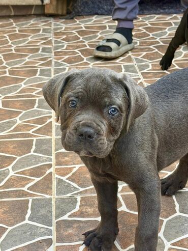 İtlər: Kane-Korso, 2 ay — 38