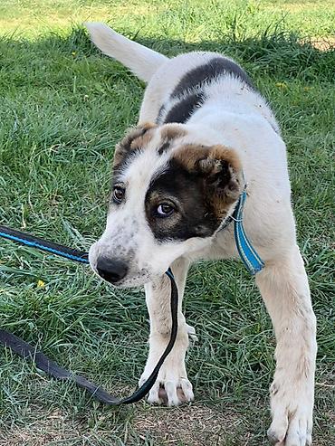 Продажа собак: Алабай, 3 месяца, Самец, С прививкой — 8