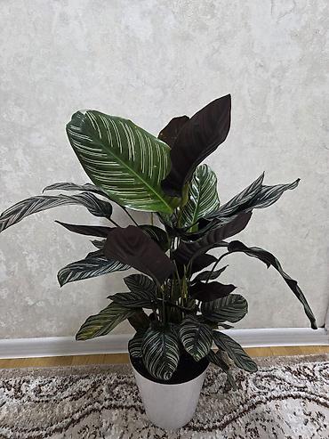 Декабристы: Декабристы (Schlumbergera) в горшках. - Окраска цветков: белая (на — 14