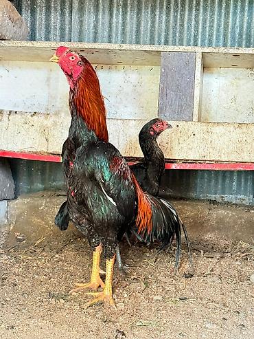 Xoruzlar: Her qiymete var — 4