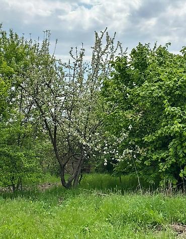 2 otaqlı mənzil kiraye: 31 sot, Tikinti, Mülkiyyətçi, Kupça (Çıxarış) — 4