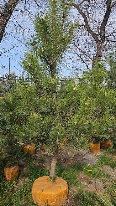 Семена газона: Газонные семена и почвосмеси для газона - Марки: Green Field — 20