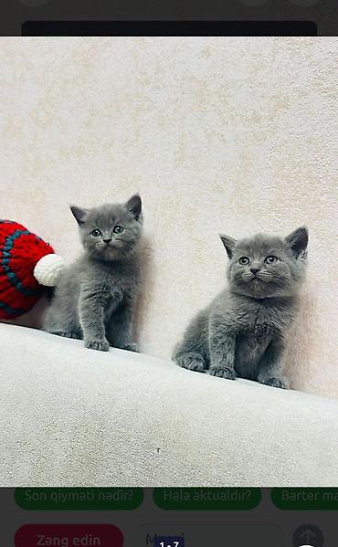 Pişiklər: Şotland, Erkək, Dişi — 28