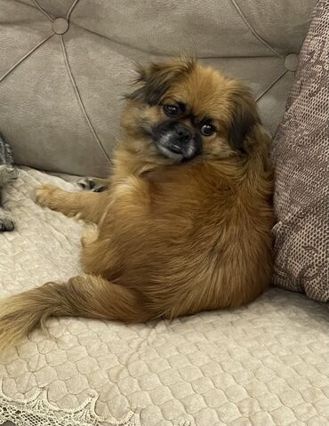 balaca it cinsleri: Pekines, 1 il, Dişi, Peyvəndli, Ünvandan götürmə