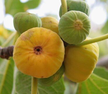 Quru meyvələr: Pirşaĝı quru enciri. Yayda Pirşaĝıda quruduruq. Kohne sovet krovatinda — 4