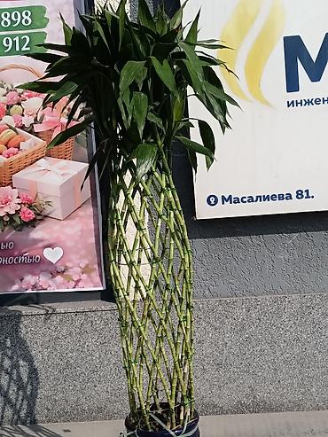 Другие комнатные растения: ПРОДАЮ КОМНАТНЫЕ РАСТЕНИЯ! 🌱 Бамбук — 3000 сом 🌳 Бонсай — 4100 сом 🌳 — 25