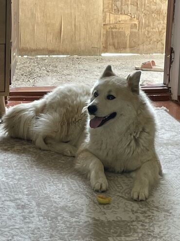 malamut xaski: Xaski, 2 il, Dişi