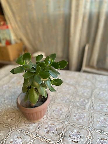 Молочаи: Молочай от 700-1000 с в зависимости от размера — 11