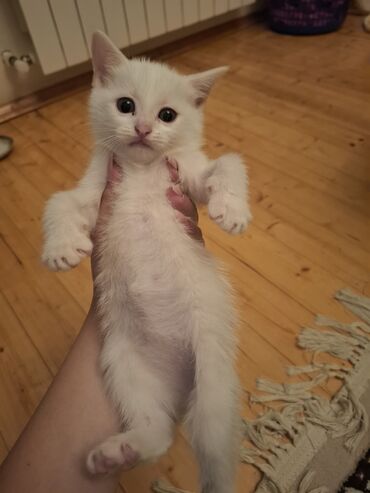 Кошки: Шотландская, Самка, В добрые руки, Самовывоз