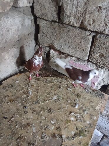 Göyərçinlər: Tam sağlam heyvanlardi tutulmalardi — 6