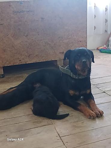 İtlər: Rotveyler, Peyvəndli — 9