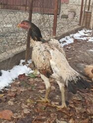 домики для котят: Сатам | Тооктор