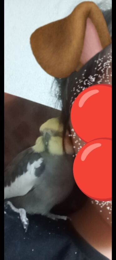 Tutuquşları: 9 aylıq korella təcili satılır erkekdir 9 ayliqdir qəfesi SU qabı yem — 5