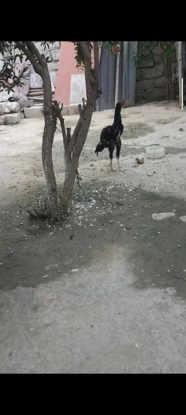 Biri Atasdı birdə qardaşı riyal alcya məşq və döyüş purobu AYLACAQ 5 lalafo.az -da Biri Atasdı birdə qardaşı riyal alcya məşq və döyüş purobu AYLACAQ 5
