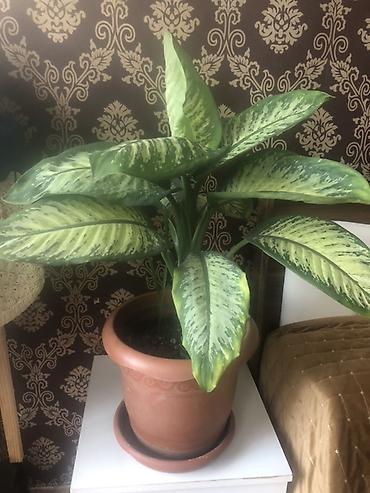 kol bitkiləri: Dieffenbaxiya (Dieffenbachia) otaq bitkisi - Növ: dekorativ yarpaqlı — 2