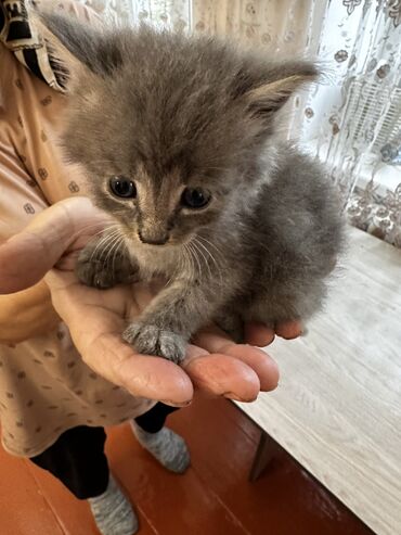 котята сиамской кошки: Отдам котят в хорошие руки. Котятам 1,5 месяца, очень красивые