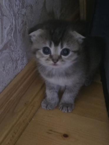 Pişiklər: Şirin pişik balaları - Cins: Scottish Fold/Scottish Straight tipli — 8
