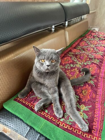 шотландская мраморная кошка: Кошка даром: Скотиш Страйт (Шотландская прямоухая), 2 года, Мальчик, Кастрирована, Приучена к лотку