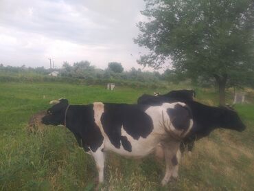 быки голштин: Продаю | Корова (самка) | Голштин | Для молока
