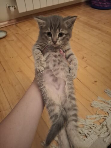 Кошки: Шотландская, Самец, В добрые руки, Самовывоз