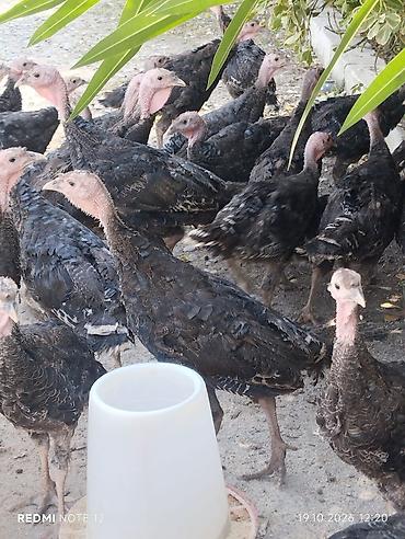 qiz pisik adlari: 34ədəd 3aylıq amerkan bronz sort hinduşkalardır tam sağlamdırlar, kom — 1