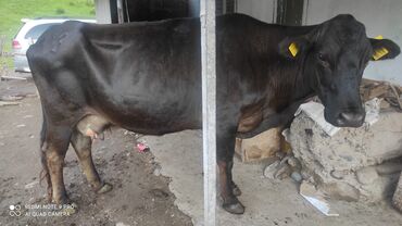 коровы животные: Продаю | Корова (самка) | Ангус, Абердин-ангус | На откорм, Для разведения, Для молока | Стельные