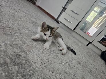 котята в канте: Породасыз, 2 айлык, Ургаачы, Биколор