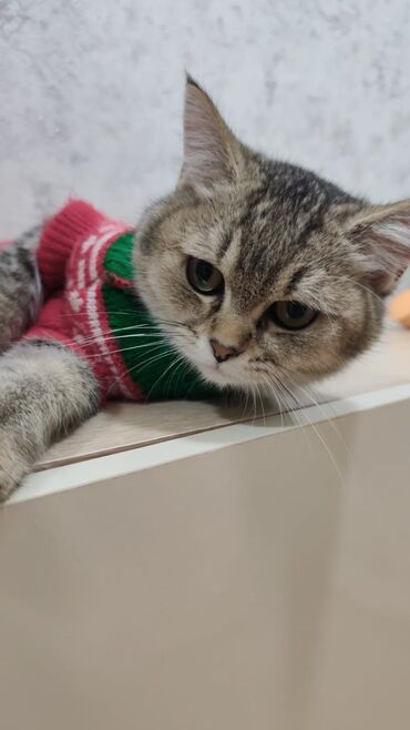 Pişiklər: Qızıl şinşilla, Erkək, Yaxşı əllərə, Ödənişli çatdırılma — 1