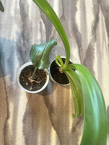 товар цены: 🪴 Комнатные растения по доступным ценам! 🌿 Цены — от 200 до 800 сом — 7