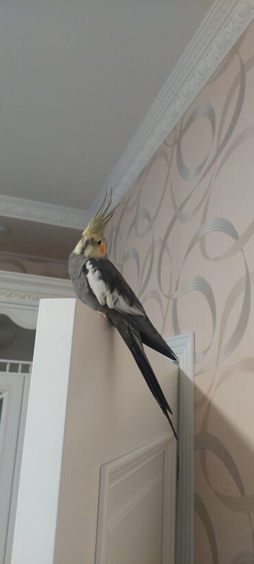 значок хары бюльбюль купить: Salam eekək korelladı 7 8 aylıqdı mahnı oxuyur danismağa meyillidi