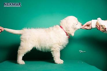 Psi: Dostupni za rezervaciju štenci Zlatnog retrivera, vakcinisani, redovno — 6