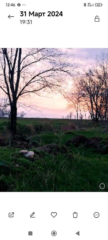 Аренда участков: 3200 соток Для сельского хозяйства — 9