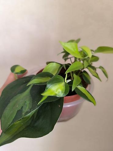 Другие комнатные растения: Комнатные растения — 12