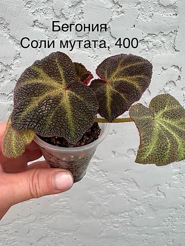 пальмы цена: Продаю бегонии. Цены 300-600 сом Район восточ.Автовокзала или в будние — 2