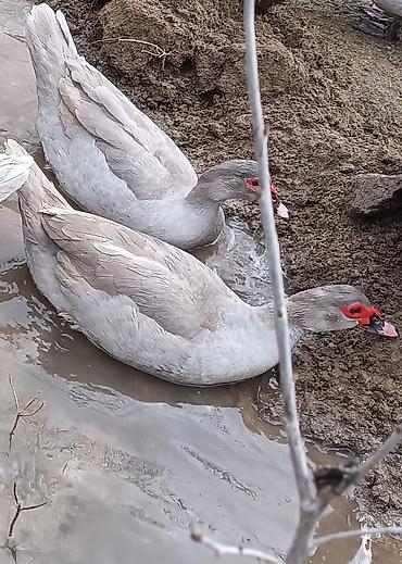 K/t heyvanları və malları: Dişi, | Lal ördək, Damazlıq, Ünvandan götürmə, Ödənişli çatdırılma — 3