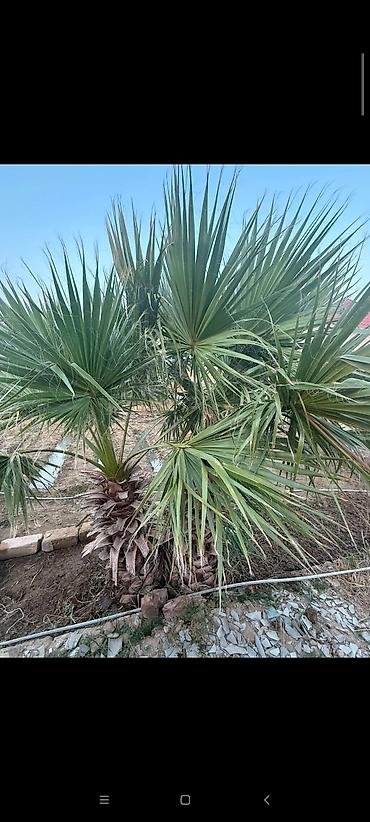 palm angels: Ikili dekorativ palma ağacı – Washingtonia (fan tipli yarpaq) - Növ — 3