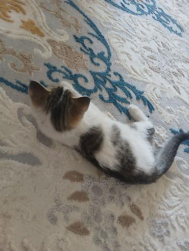 кошки сиамская: Котёнок в добрые руки. Милый домашний котёнок с бело-серым окрасом и — 7