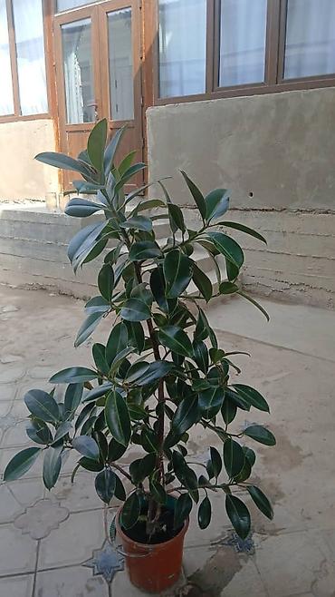 пальма вашингтония: Фикус эластика (Ficus elastica, каучуковое дерево) в горшках — 3