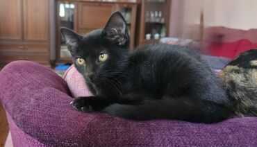 отдам даром породистых котят: Кошка даром: Беспородная, 2 месяца, Девочка, Приучена к лотку