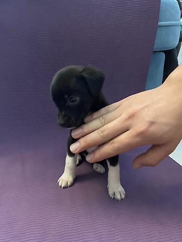 Продажа собак: Мощные черные щенки: Сила Питбуля + Интеллект Овчарки метиса — 9